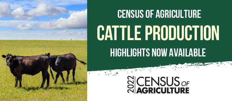 Census of Agriculture Cattle Production Highlights Now Available